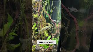 Szczupak W Akwarium - Jak Zacząć?