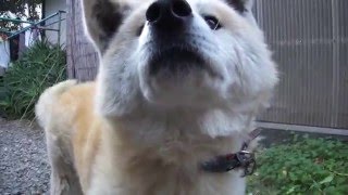 8歳半で物腰が柔らかくなった実家の秋田犬
