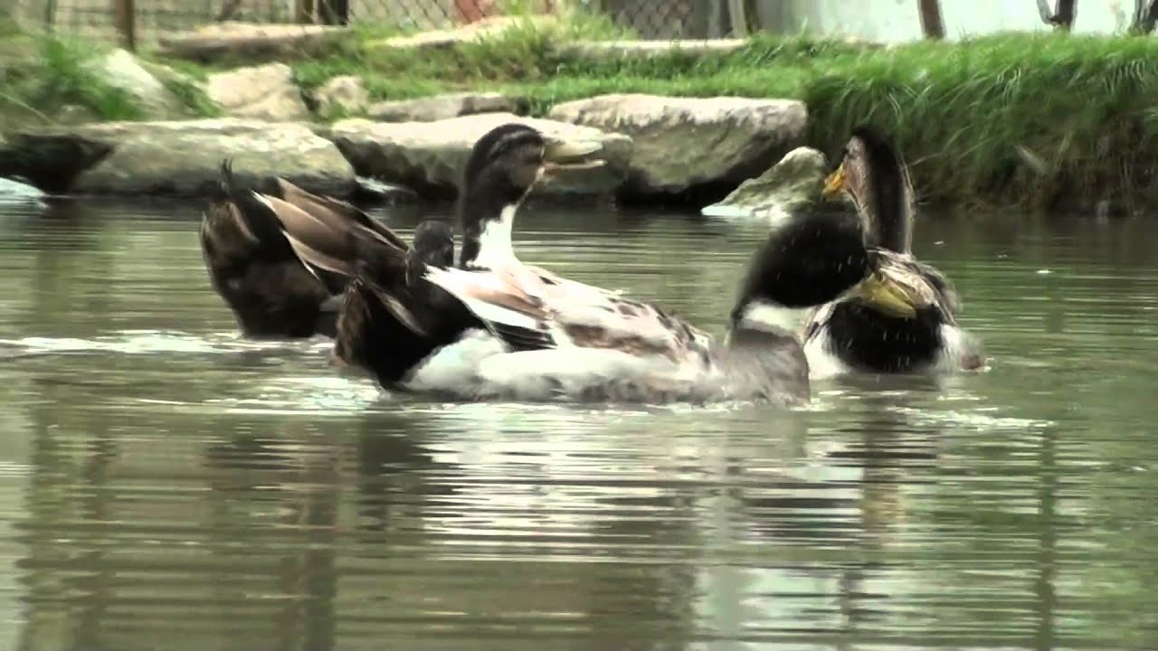 Aayan yesu fr.benjamin