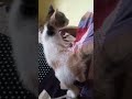 #catvideo 😂