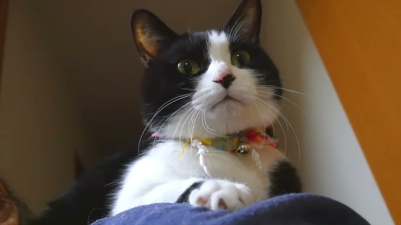 猫カフェ 横浜 肩乗り猫｢ハッチ｣〜可愛いね♪猫姉さん！高い所でおすまし顔ww　- Shoulder Riding Cat. Hatch The Cat So Cute !! Cats Life 2016