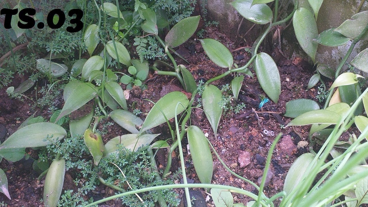 Budidaya Vanili Tana Toraja 