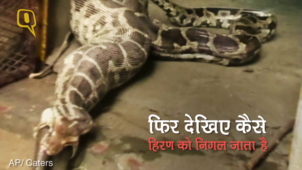 quint hindi à¤à¤¬ à¤ à¤¦ à¤¹ à¤°à¤£ à¤ à¤¨ à¤à¤² à¤à¤¯ à¤à¤à¤à¤° youtube quint hindi à¤à¤¬ à¤ à¤¦ à¤¹ à¤°à¤£ à¤ à¤¨ à¤à¤² à¤à¤¯ à¤à¤à¤à¤°