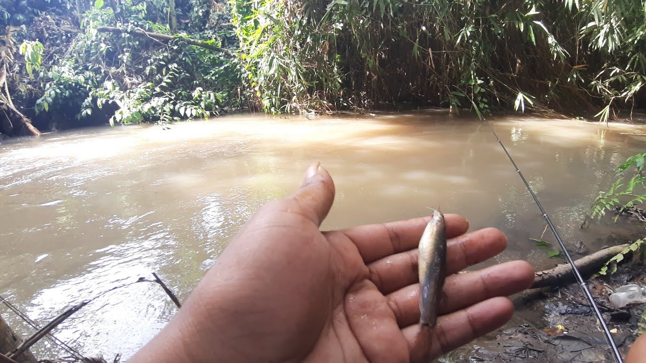 babon algaeater langsung nyambar mancing uceng || micro fishing