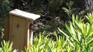 Hooded Merganser