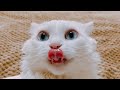 1 HOUR FUNNY CATS COMPILATION 2022😂| Funny and Cute Cat Videos to Make You Smile!😸