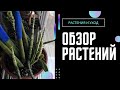 Большой обзор моих растений. Часть 2