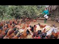 Full process of raising broiler chickens  how to make food for backyard chickens ep 268 