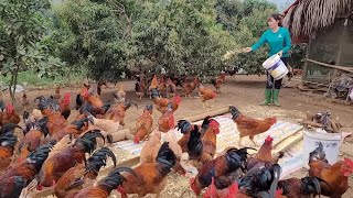 Full video: Process of raising broiler chickens.  How to make food for backyard chickens. (Ep 268 )