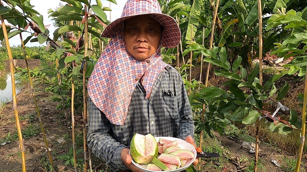 แนะนำ#ตอนกิ่งขยายพันธุ์ฝรั่งเฟิ่นหงมี่ เยี่ยมดู#สวนฝรั่งเฟิ่นหงมี่ สวนทรงวุฒิ บ้านแพ้ว สมุทรสาคร