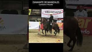 DIAMANTE DE MANIZALES TROTE Y GALOPE #troteygalope #caballos #shortsvideo