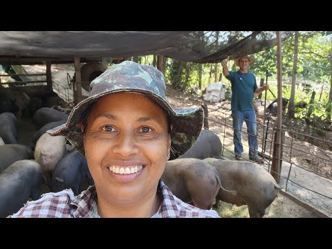 Desmamando 30 Leitõezinhos e abrindo a Silagem da Moringa após 45 dias.