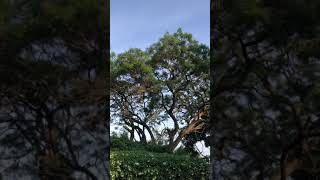 Wild African Grey Parrots calling