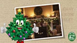 Douglas Fir, The Real New Jersey Christmas Tree Story