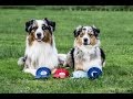 Amazing dog tricks by australian shepherds Airin & Charlie