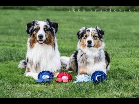 Amazing Dog Tricks By Australian Shepherds Airin Charlie Youtube
