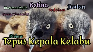 TEPUS KEPALA KELABU || Riview Perbedaan Jantan/Betina,Burung Viral Yang Wajib Punya Untuk Masteran.