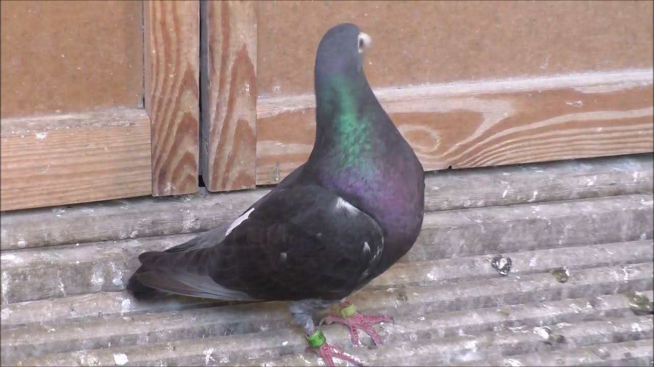 Podsumowanie super maratonów , doloty z Ostendy Mierzwa Jerzy tel, 663 946 141