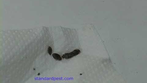Bedbug Video | Bedbugs Running Around