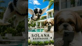 Dogs Marching And Flying In Town