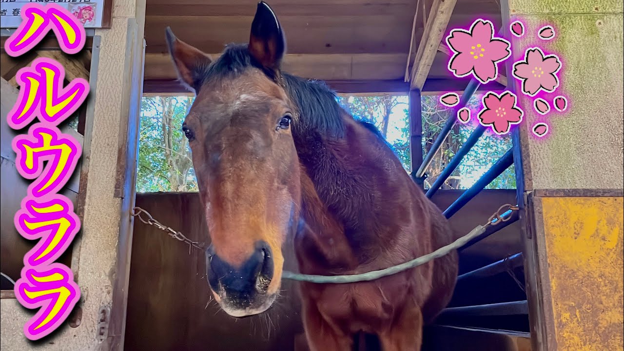 名馬】全戦全敗の名馬！？ハルウララに会ってきた！【ハルウララ