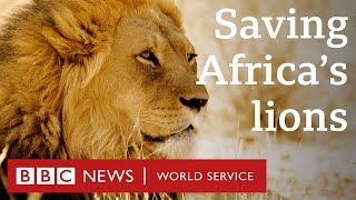 Is there a future for Africa's lions? - BBC World Service