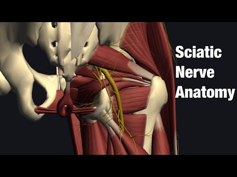 Anatomy of sciatic nerve (English)