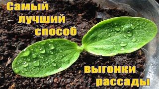 видео Выращивание клубники из семян в домашних условиях – тонкости процесса