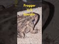 Hungry frog devours a scorpion in seconds 👀