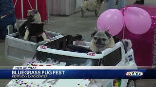 Kentucky Expo Center hosts Bluegrass Pug Fest