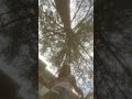 Falling leaves