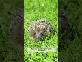 Пожары в Беларуси. Сжигание травы: польза и вред. Предупреждение МЧС  #новости #беларусь