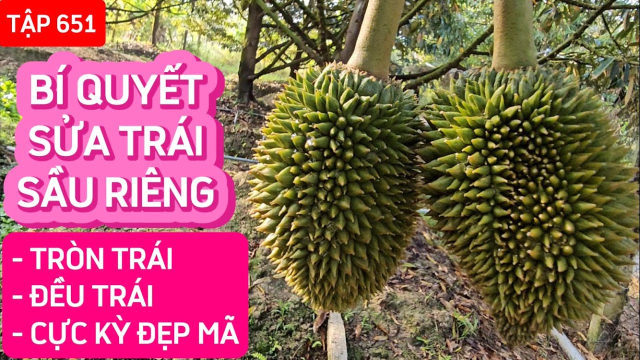TẬP 651 BÍ QUYẾT SỬA TRÁI SẦU RIÊNG TRÒN TRÁI, ĐỀU TRÁI, CỰC KỲ ĐẸP MÃ
