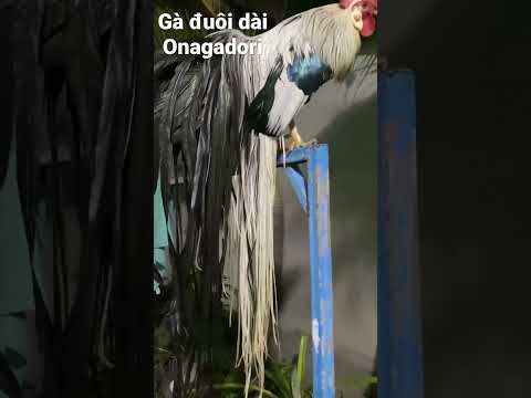 Video Gà đuôi dài Onagadori | Màu chuối trắng| Đuôi 1m5 - youtube
