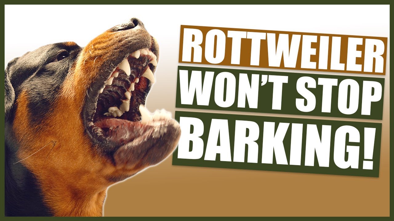 Two Rottweilers Barking How Do I Stop My Rottweiler From Barking