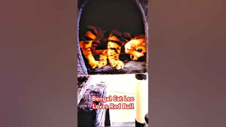 Video 8560171: bengalcat cats catlover, bengalcat catlover cute, bengalcat funny catlover, bengal cats love, red bengal