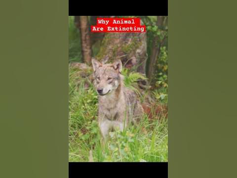 Why Red Wolf ? #shorts - YouTube