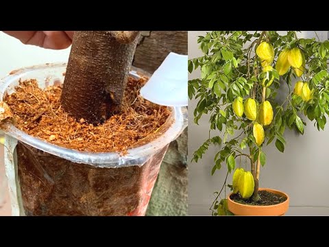 Video How to Grow Star Fruit in Containers - youtube