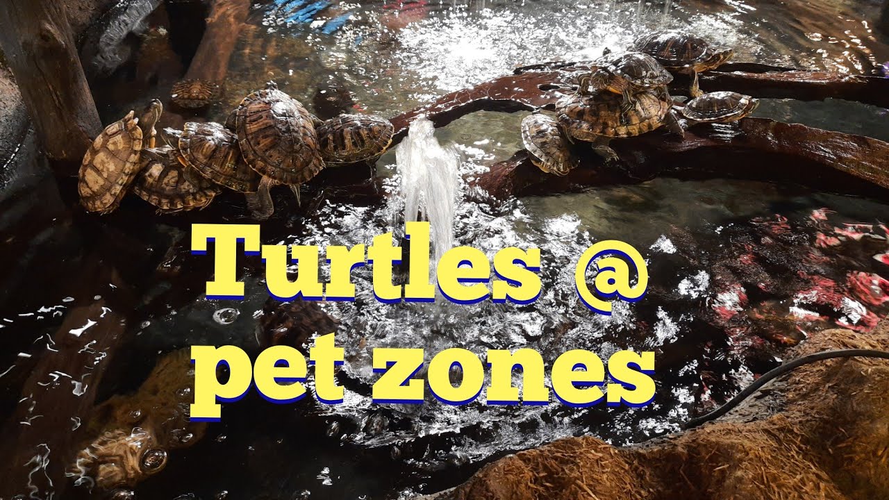 Turtles pet zones! YouTube