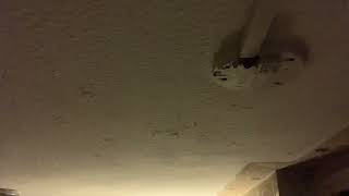 IMG 6553 04:01 8 AUG 2026 BANNING MY CEILING