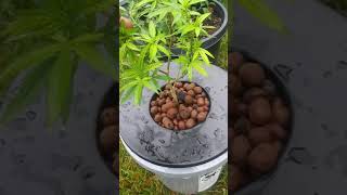 outdoor hydro grow experiment
