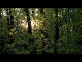فيديو للمونتاج وسط الغابة أشجار و أشعة الشمس غابة بجودة عاليه Shorts 