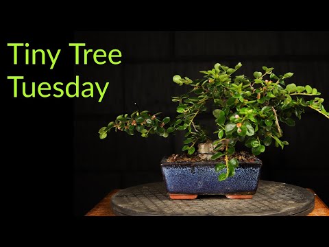 Video: Obrezovanje vej cotoneaster: Naučite se obrezati rastline cotoneaster