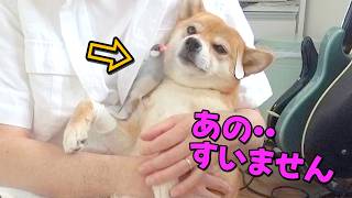 包帯が気になる？積極文鳥に流石に同じる柴犬小夏　再度山散歩