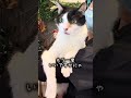 緊急事態！皆の代わりに病院の受付をすることになった愛猫れいちゃん【愛猫れいちゃん】#cat #猫 #保護猫 #shorts