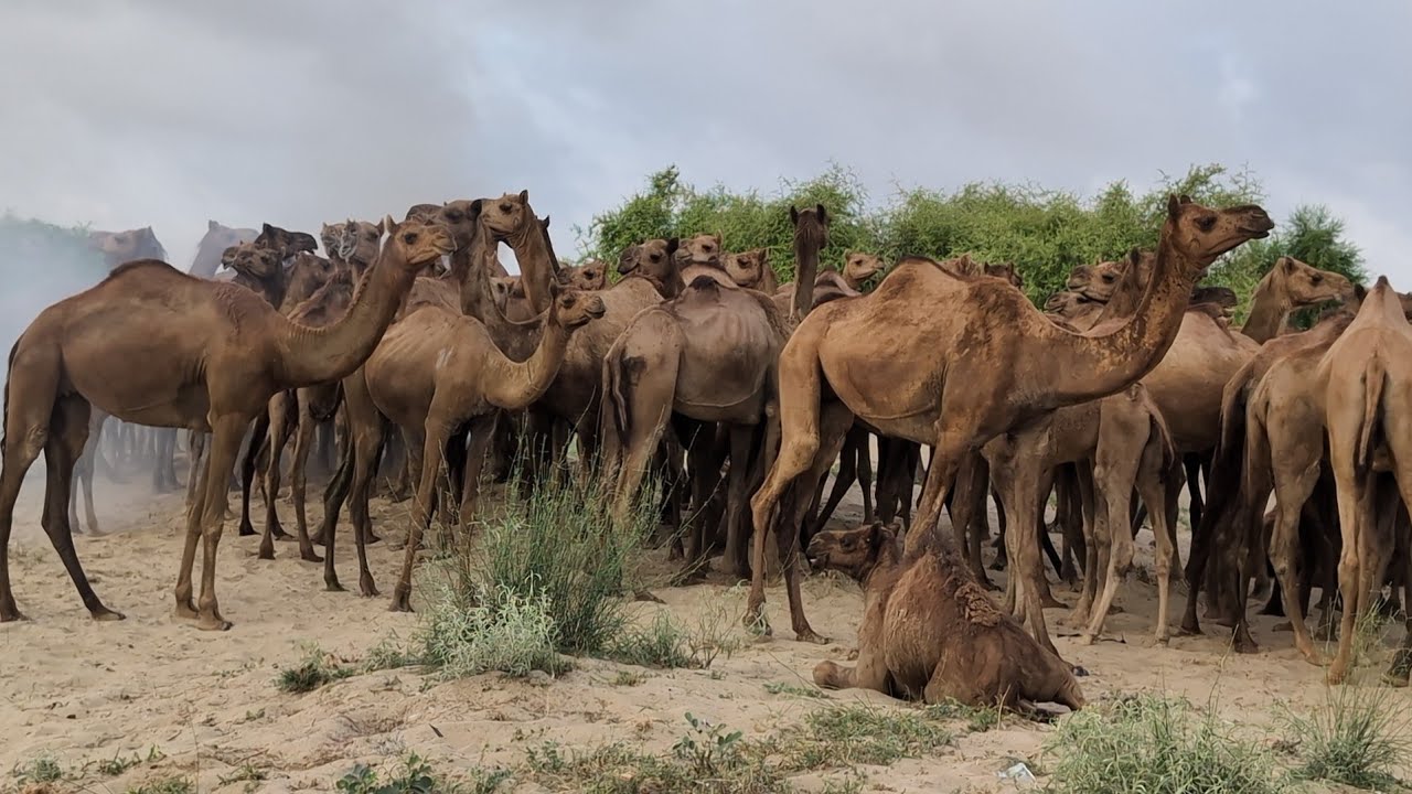 camel herd price can you guess in Pakistan