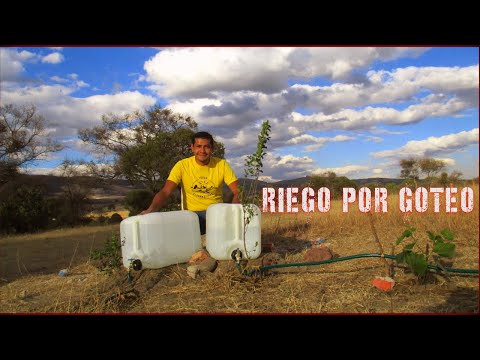 Video: Riego Por Goteo En Invernadero: Cómo Hacerlo Usted Mismo, Dispositivo Y Ventajas De Un Sistema De Riego Por Goteo, Riego Con Botellas De Plástico Y Barril