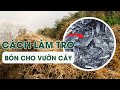 Cách làm tro để bón cho vườn rau tại nhà, giúp xua đuổi ốc sên, làm phân bón cho cây chỉ trong 30s