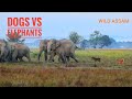 Street dogs drives a big elephant herd in the paddy field