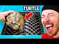 Can a TURTLE SHELL Survive A SHREDDER